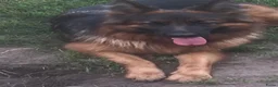 Duitse Herder honden te koop: Langharige Duitse herder puppy’s met rechter rug.  - Advertentie 11