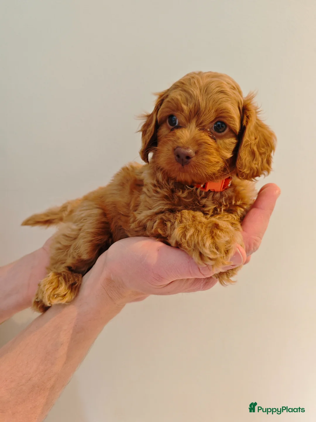 Maltipoo honden te koop: Prachtige Maltipoo pups in Ermelo - Advertentie 2