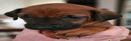 Rhodesian Ridgeback honden te koop: Prachtig Rhodesian Ridgeback reutje - Advertentie 3
