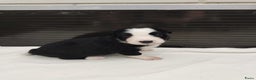 Border Collie honden te koop: Prachtige bordercolliepups met Isds stamboom - Advertentie 5