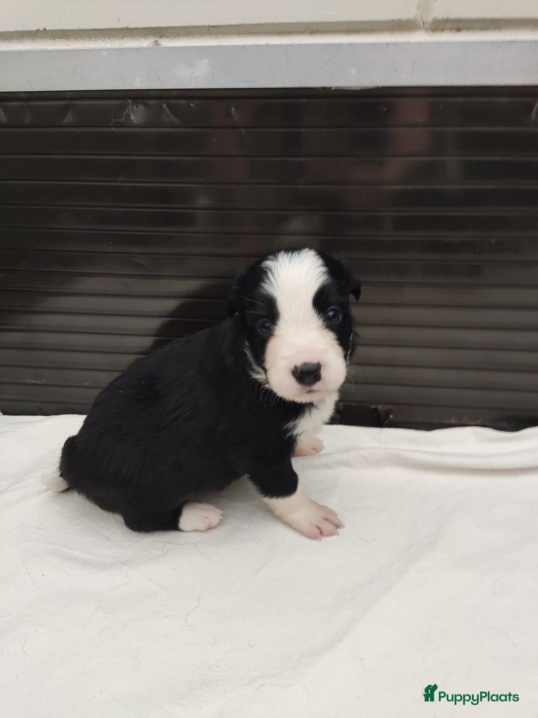 Border Collie honden te koop: Prachtige bordercolliepups met Isds stamboom - Advertentie 5