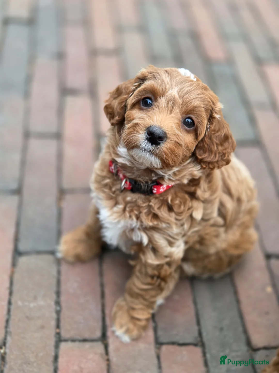 Maltipoo honden te koop: Maltipoo teefje F2 - Advertentie 1