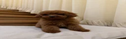Poedel Toy honden te koop: Toy Poedel puppy’s - Advertentie 5