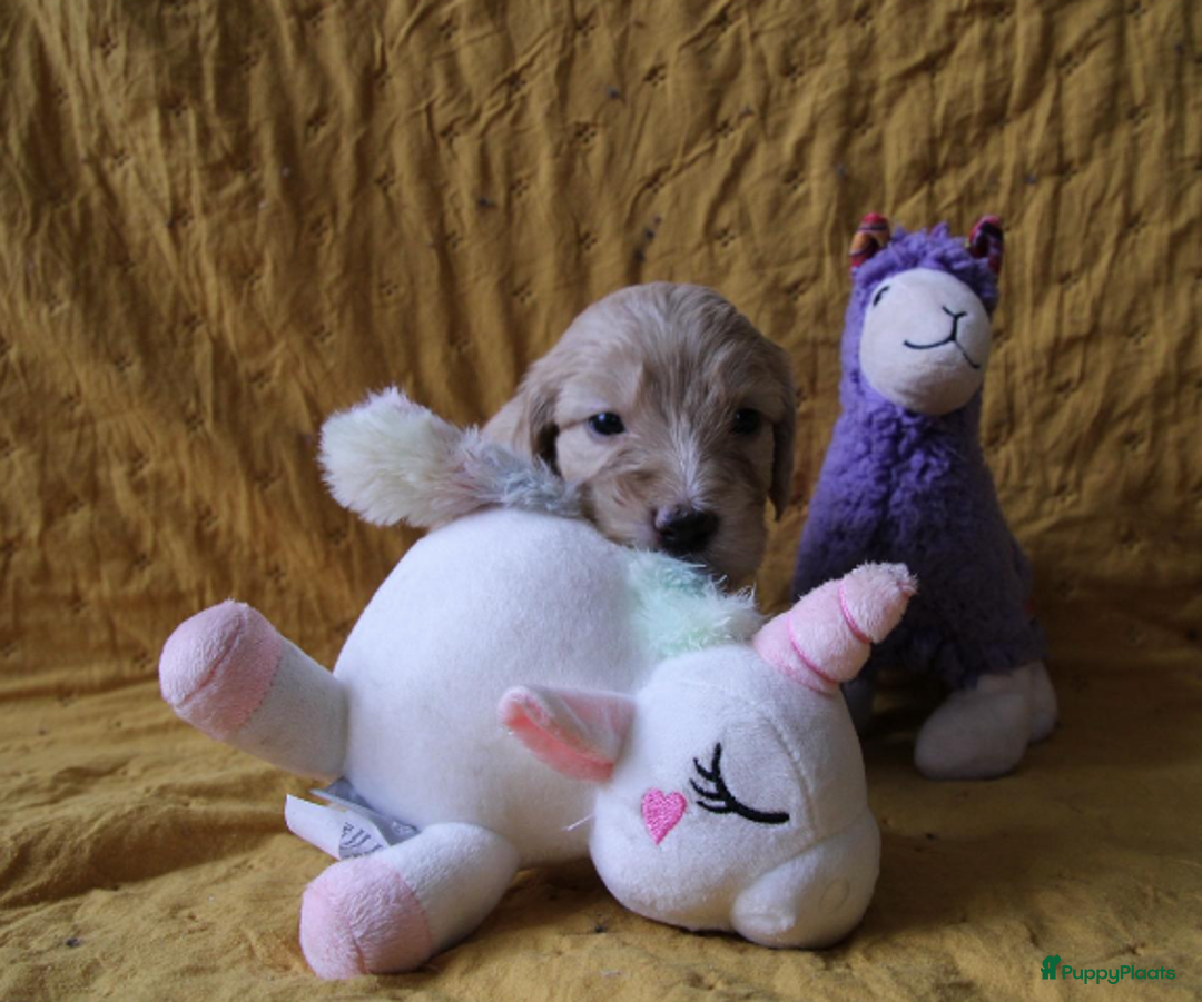 Barbet honden te koop: Barbet pups - Advertentie 18