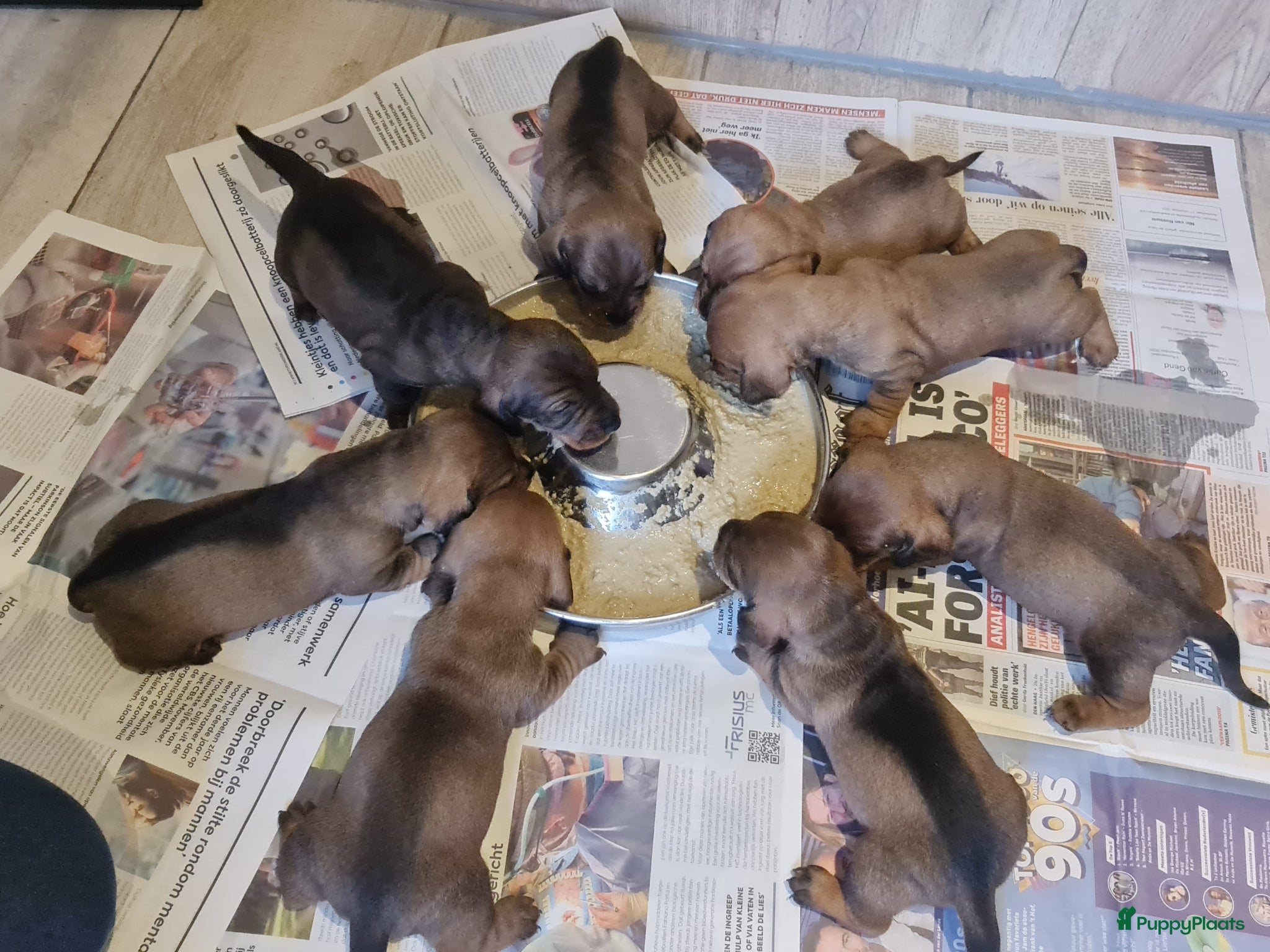 Ruwhaar Teckel honden Ruwhaar standaard teckel - Advertentie 1