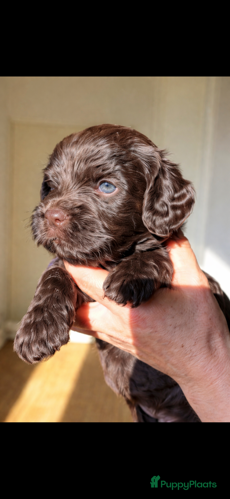 Labradoodle honden Medium Chocolade labradoodles met Australian bloed - Advertentie 1