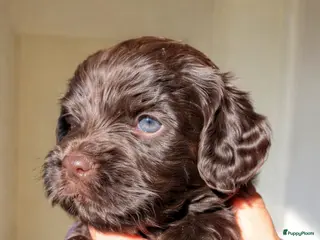 Labradoodle honden Medium Chocolade labradoodles met Australian bloed - Advertentie 2