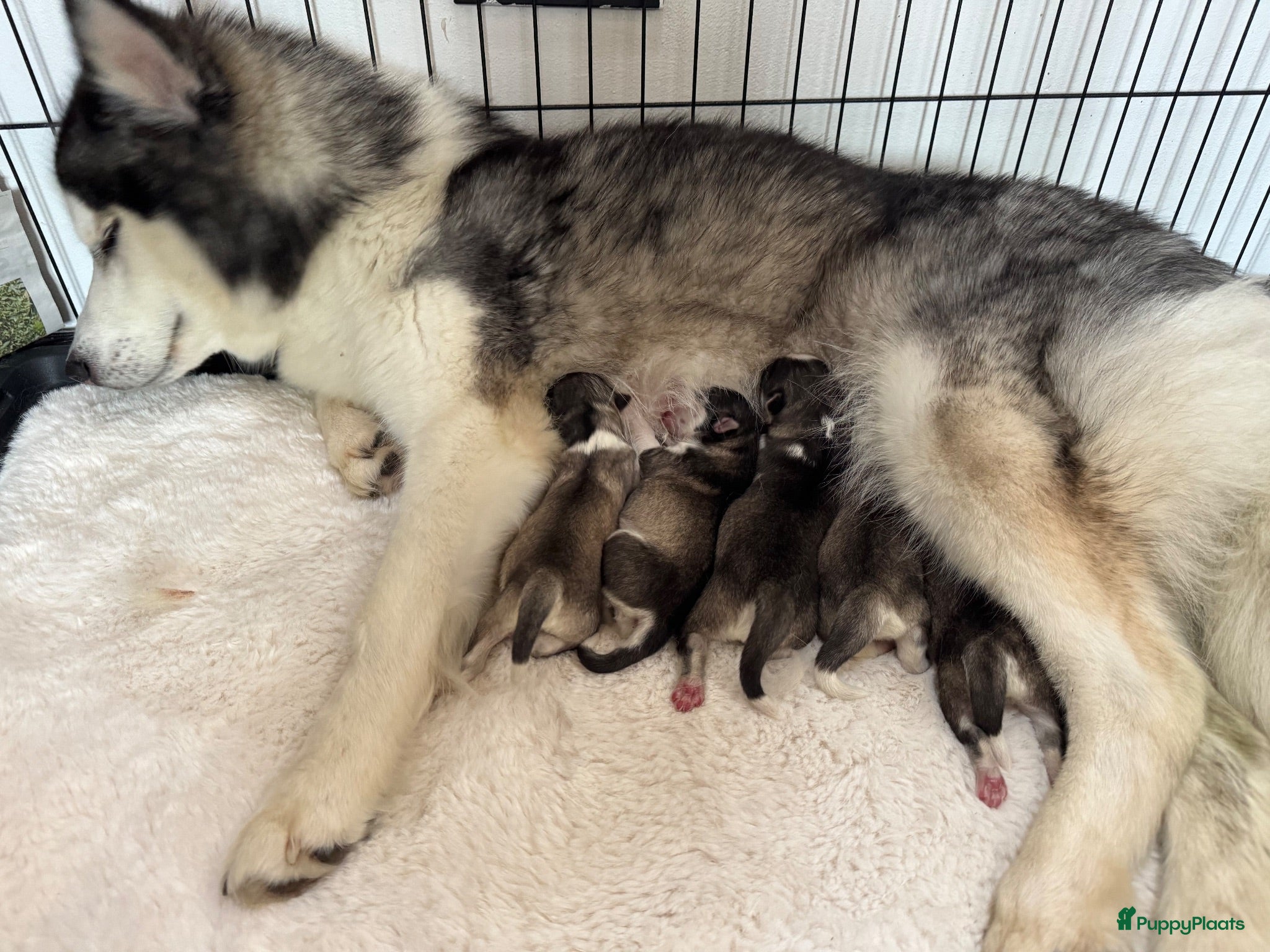 Pomsky honden Pomsky pups uit geteste ouders  - Advertentie 2