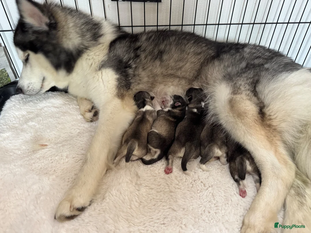 Pomsky honden te koop: Pomsky pups uit geteste ouders  - Advertentie 2