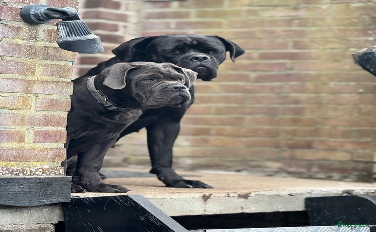Cane Corso honden in Stad aan 't Haringvliet - Advertentie 16