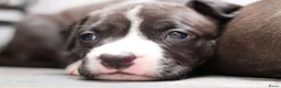 American Staffordshire Terriër honden te koop: Prachtige nestje amstaff pups - Advertentie 10