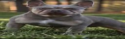 Franse Bulldog honden ter dekking: Franse bulldog dekreu - Advertentie 5