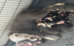Old English Bulldog honden te koop: Old english Bulldog pups uit geteste ouders - Afbeelding 17