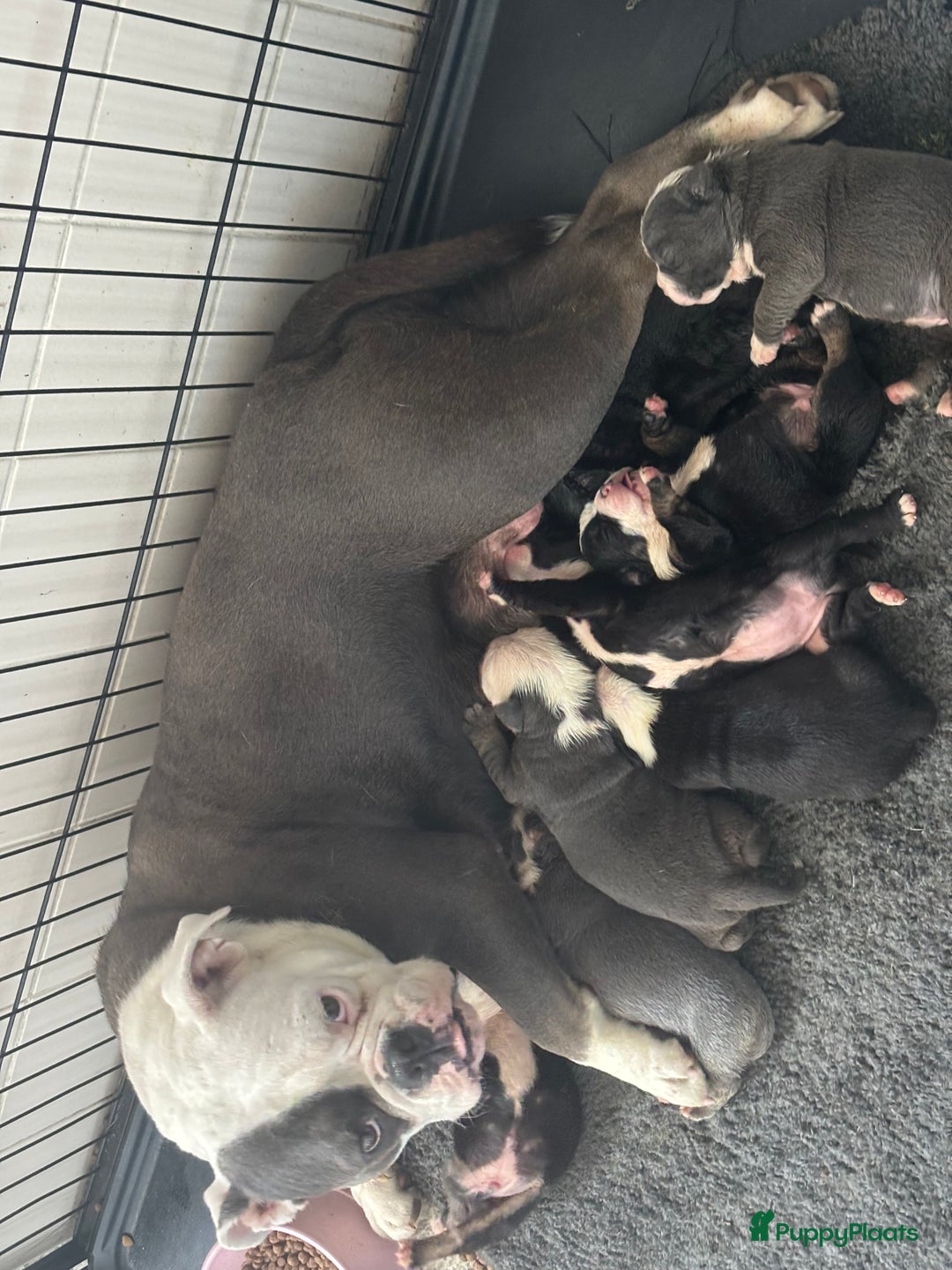 Old English Bulldog honden te koop: Old english Bulldog pups uit geteste ouders - Afbeelding 17