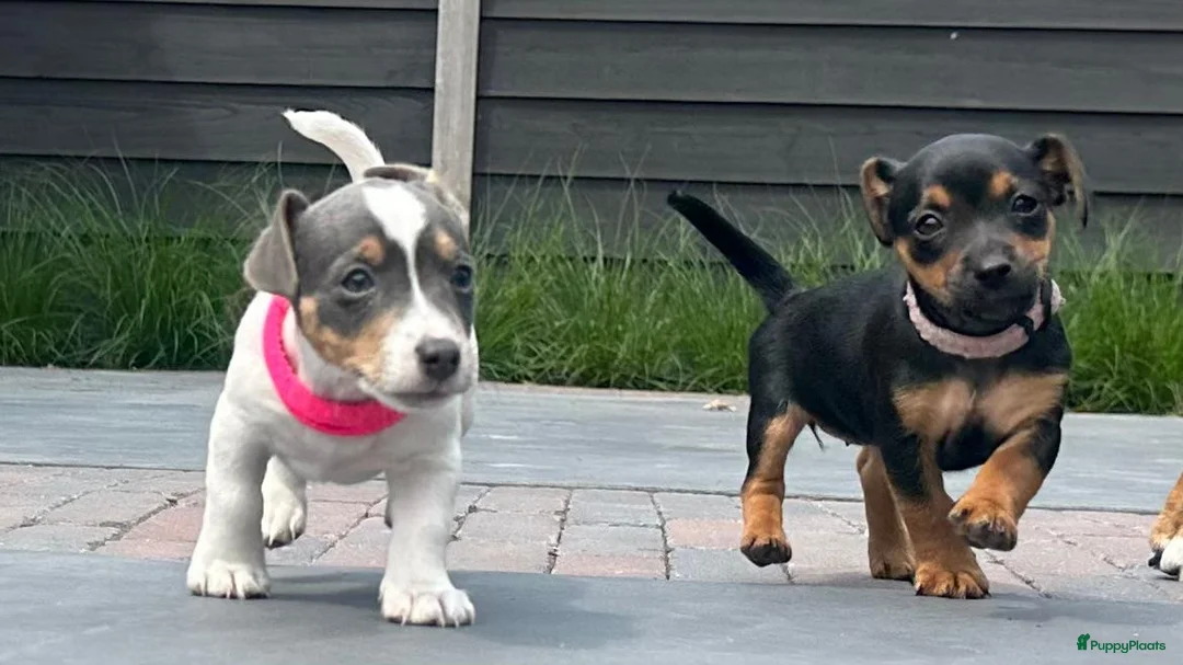 Jack Russel Terriër honden te koop: Jack Russel pups - Advertentie 2