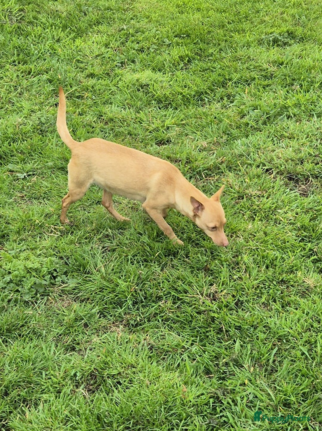 Dwergpinscher honden te koop: Dwergpinscher pups - Advertentie 20