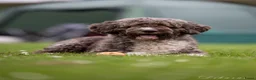 Spaanse Waterhond honden te koop: Spaanse Waterhond pups geboren Bruin, Zwart & Bont - Advertentie 4