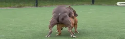Kruising honden te koop: 5 puppers Red Nose Pitbull/American Bully - Advertentie 5