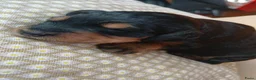 Labradoodle honden te koop: Labradoodle puppie's Reutjes en Teefjes. - Advertentie 7