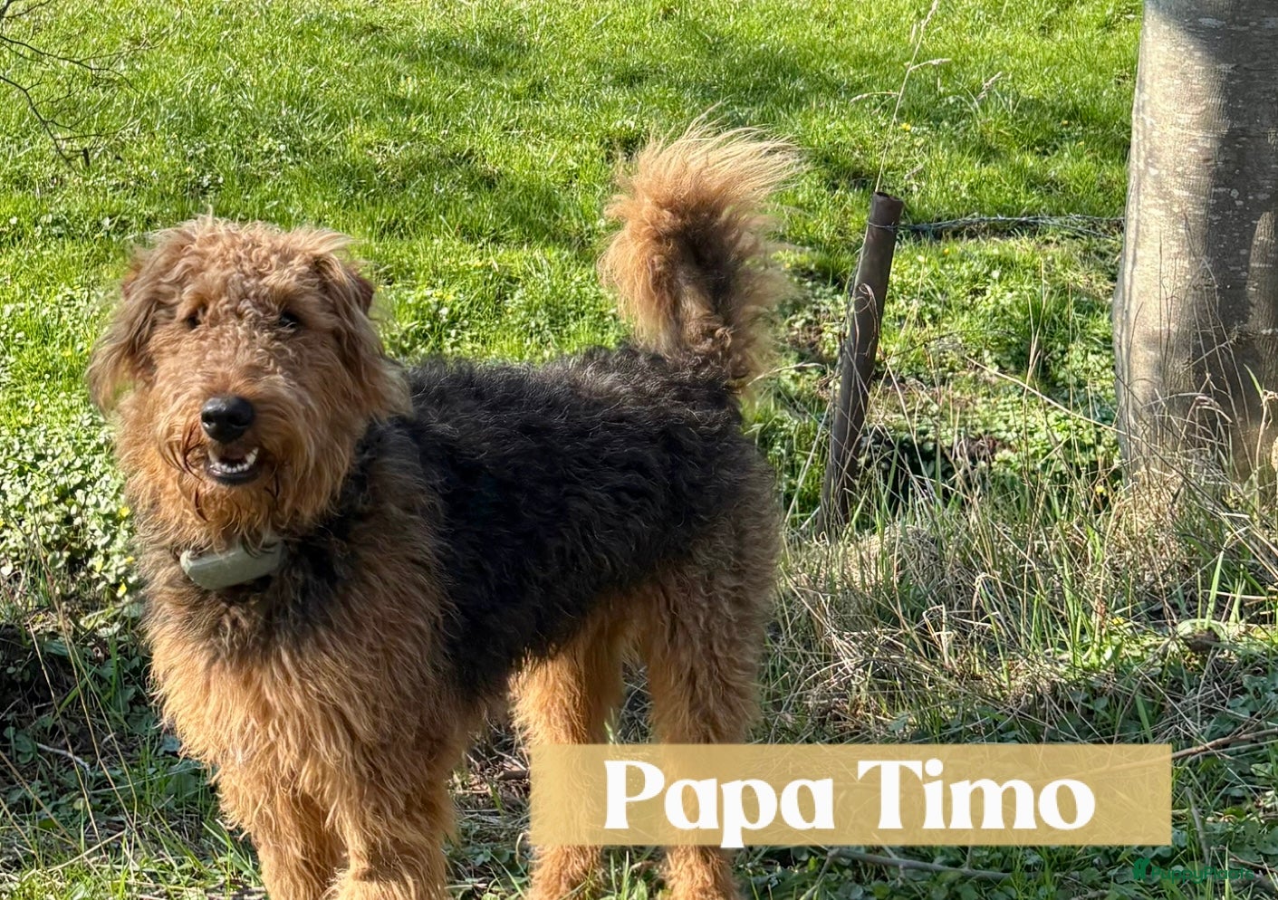Timo