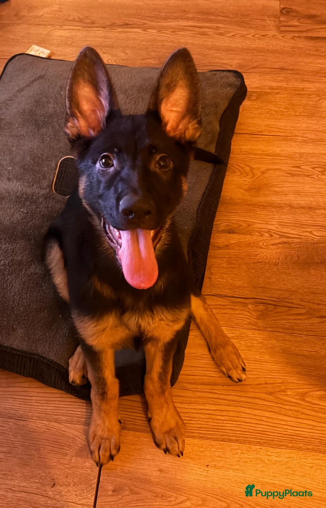 Duitse Herder honden te koop: Herder pup 16 weken (21-9-2025) - Advertentie 2