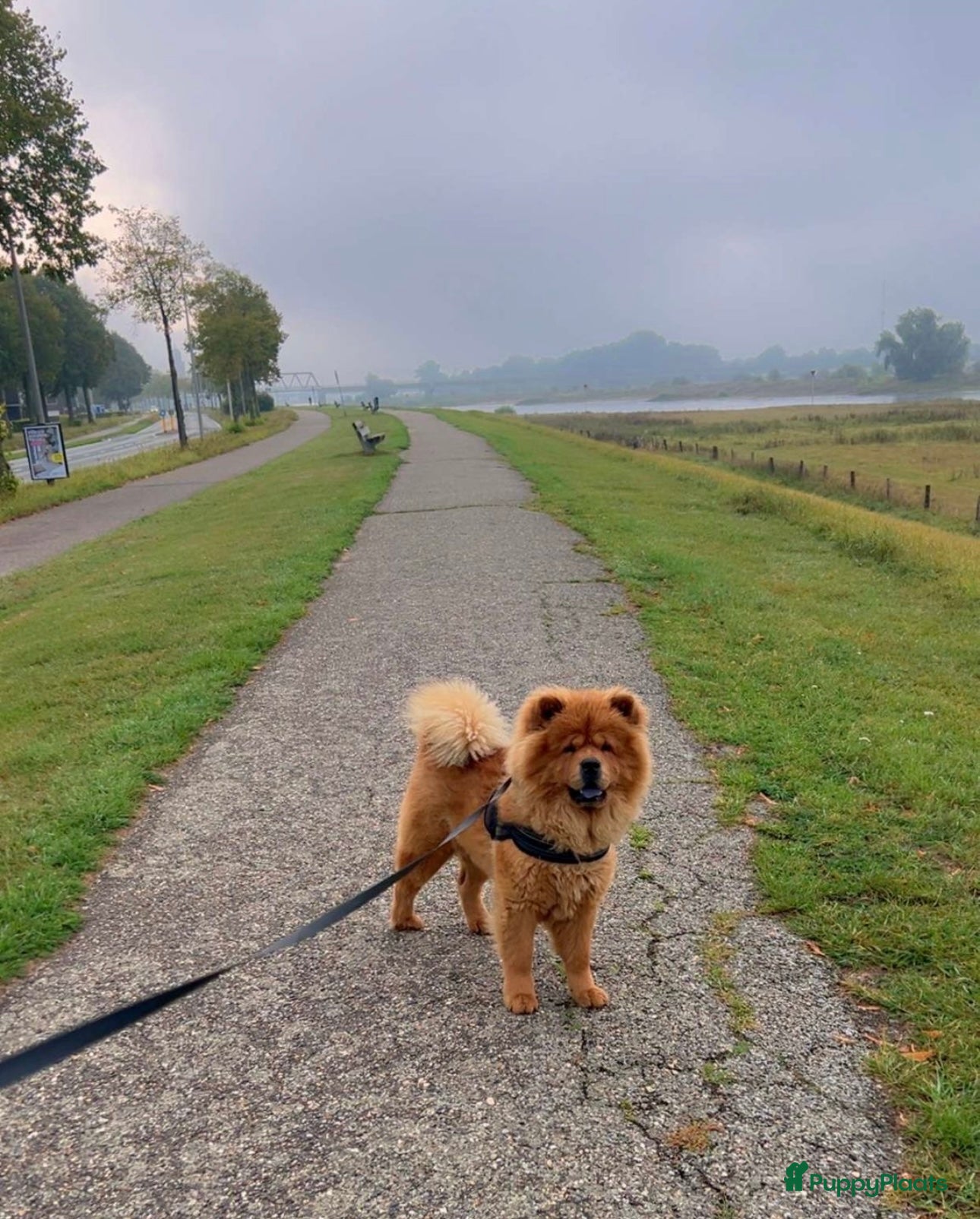 Chow Chow honden Dekreu Chow Chow Bobbie - Advertentie 8