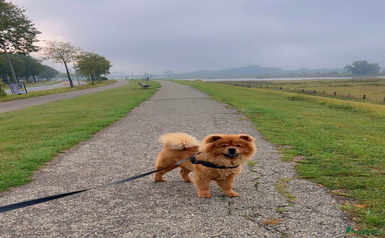 Chow Chow honden - Advertentie 3