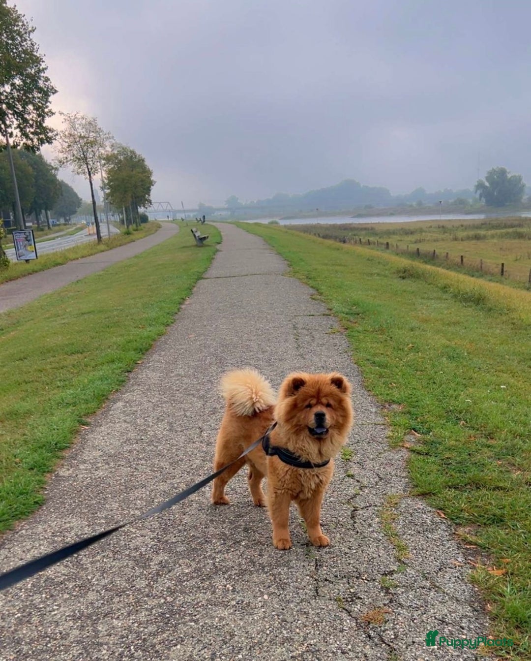 Chow Chow honden ter dekking: Dekreu Chow Chow Bobbie - Advertentie 1