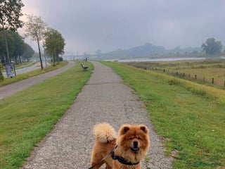 Chow Chow honden Dekreu Chow Chow Bobbie - Advertentie 1