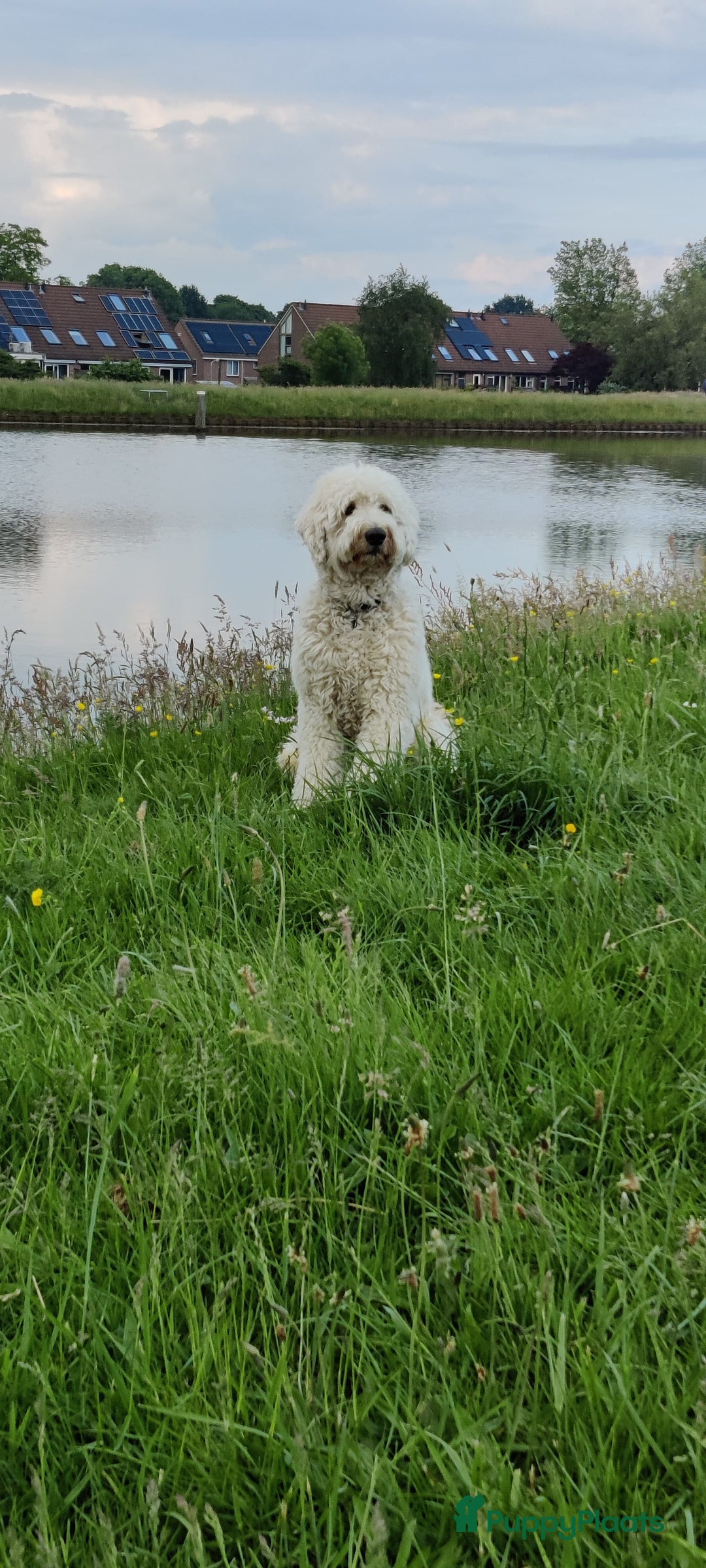 Labradoodle honden ter dekking: Dekreu beschikbaar – Maak kennis met onze Ted!  - Afbeelding 7