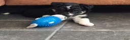 Border Collie honden te koop: Twee leuke bordercollie reutjes in Doezum - Advertentie 4