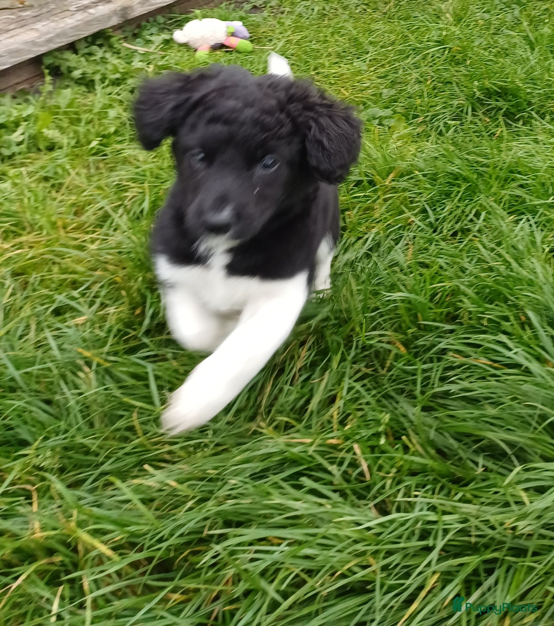 Friese Stabij honden te koop: Prachtige stabij pups - Advertentie 12