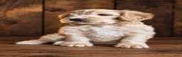 Cockapoo honden te koop: Cockapoo’s pups  - Advertentie 8