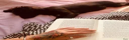 Kruising honden te koop: Mylo, allerliefste puppy 4 maanden  - Advertentie 5