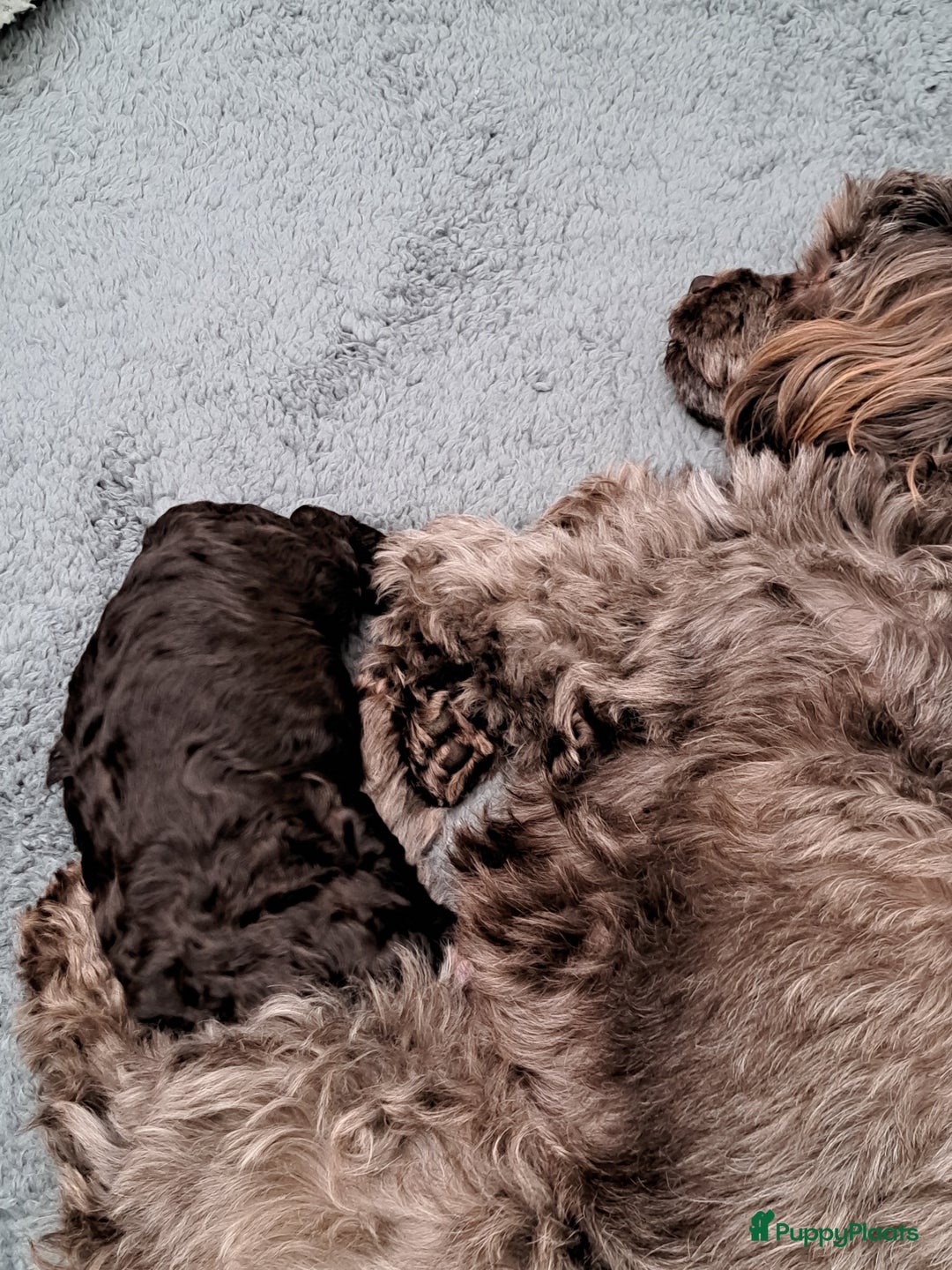 Shihpoo honden te koop: Choco shihpoo puppy teefje x toypoedel - Advertentie 4