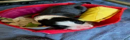 Border Collie honden te koop: gouden mandje gezocht voor onze puppy's - Advertentie 11