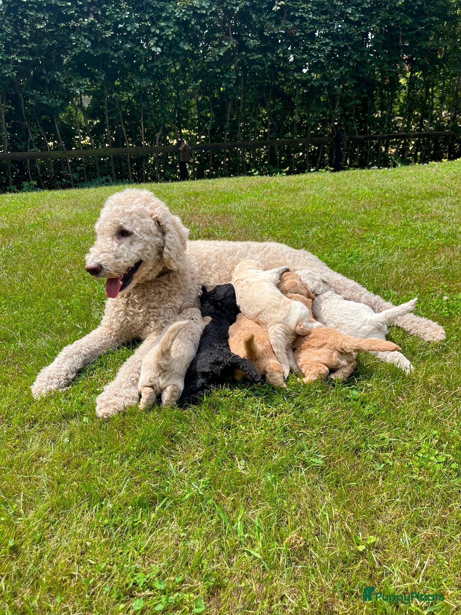 Labradoodle honden Prachtige medium labradoodle pups te koop - Advertentie 2