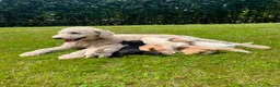 Labradoodle honden te koop: Prachtige medium labradoodle pups te koop in Breda - Advertentie 1