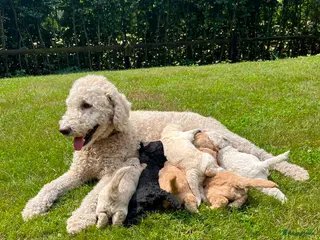 Labradoodle honden Prachtige medium labradoodle pups te koop - Advertentie 2
