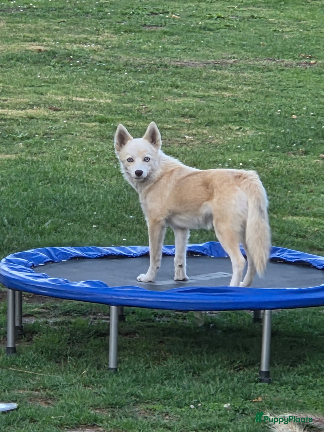 Pomsky honden ter dekking: Dekreu gezocht - Advertentie 7