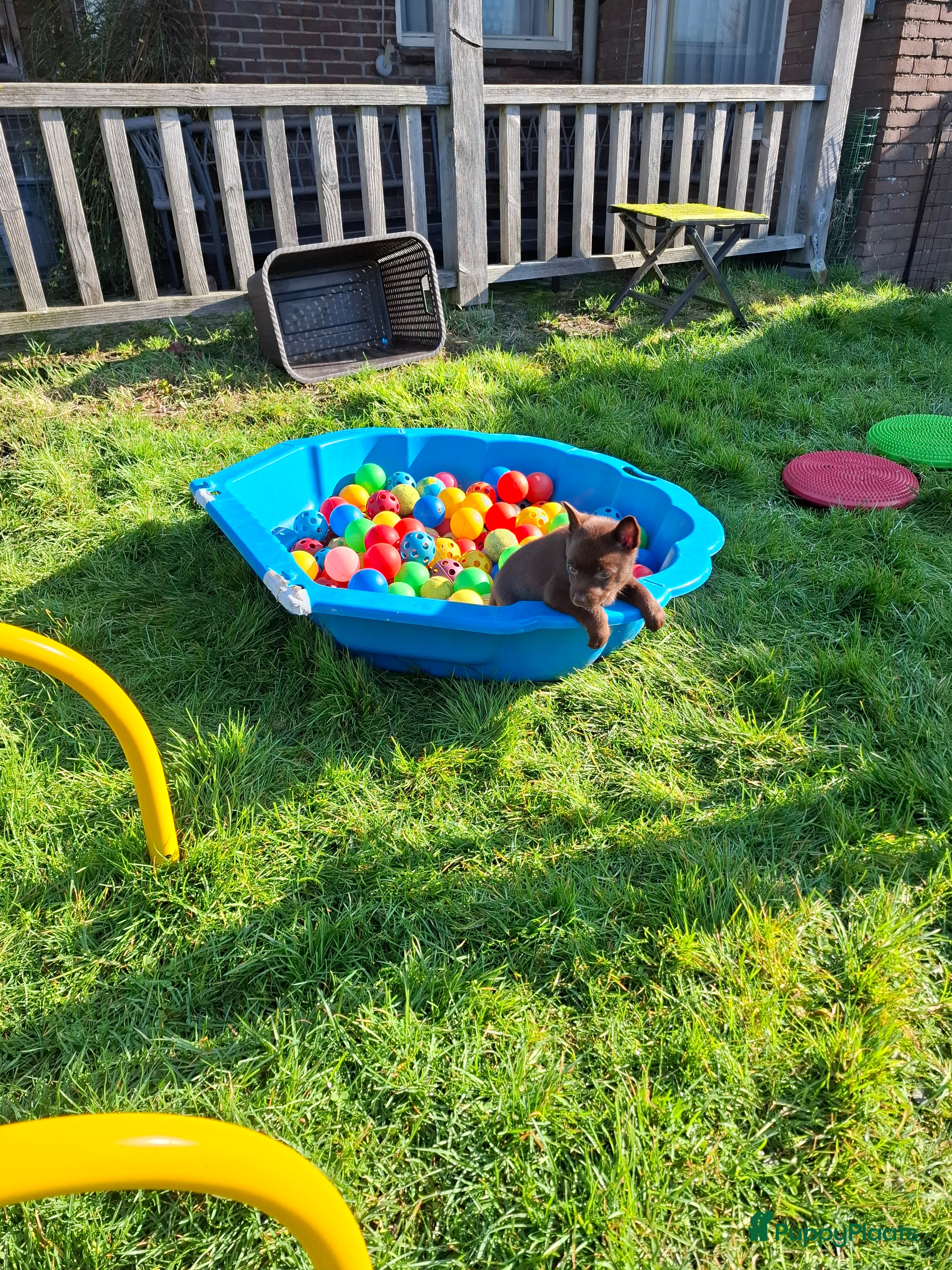 Australian Kelpie honden Mooie Australian Kelpie pups - Advertentie 1