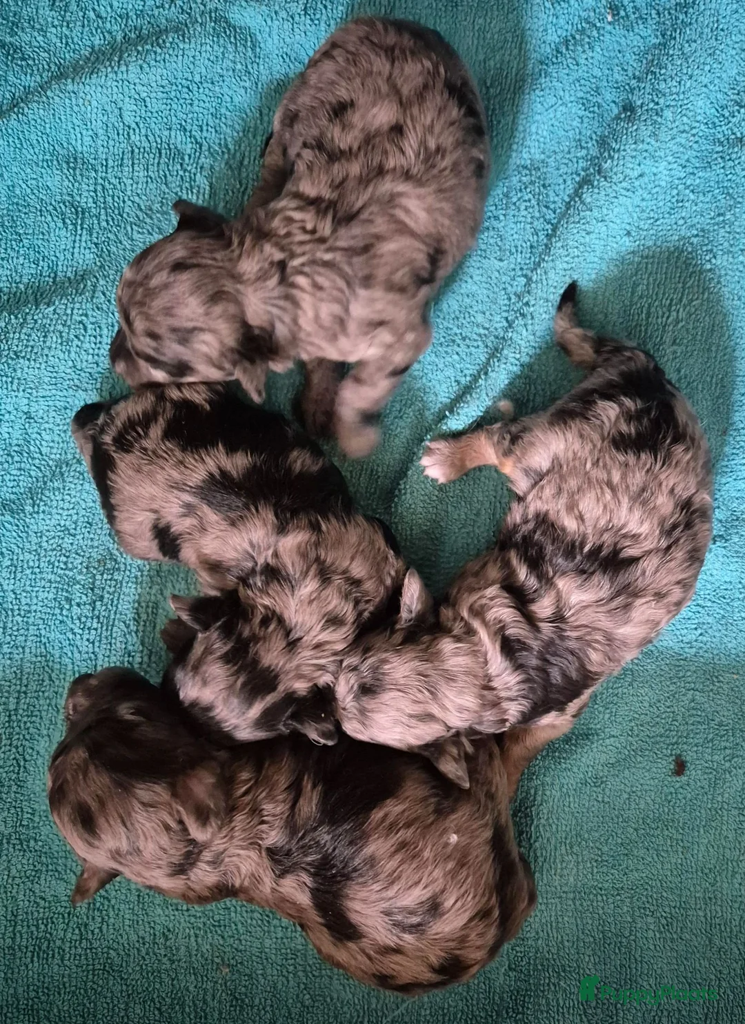 Dwergpoedel honden te koop: Schitterende Merle dwerg poedel pups - Advertentie 4