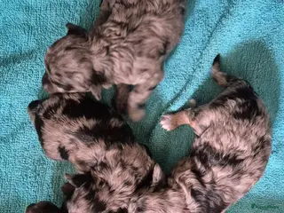 Dwergpoedel honden Schitterende Merle dwerg poedel pups - Advertentie 1