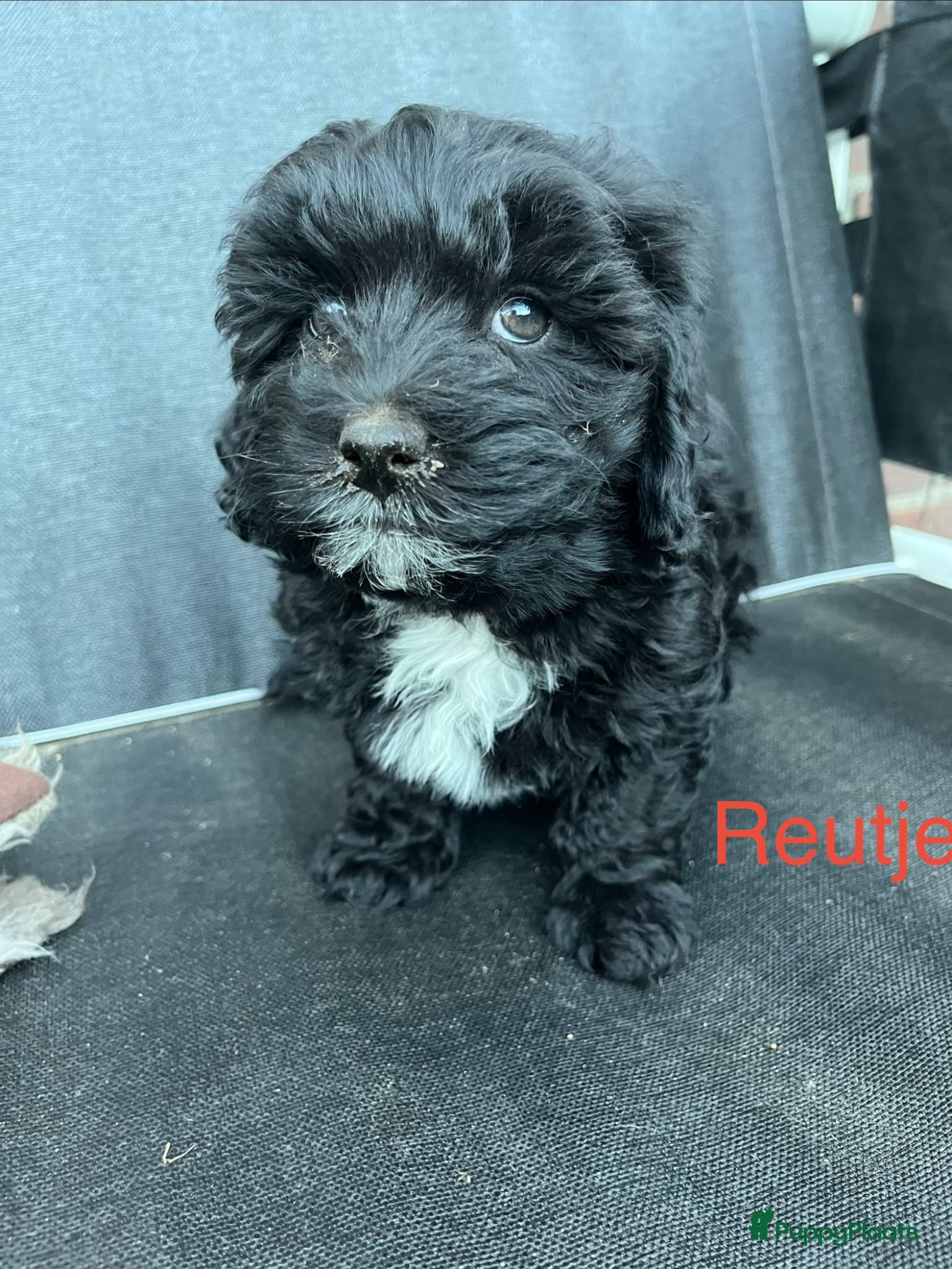 Maltipoo honden te koop: Maltipoo - Advertentie 19
