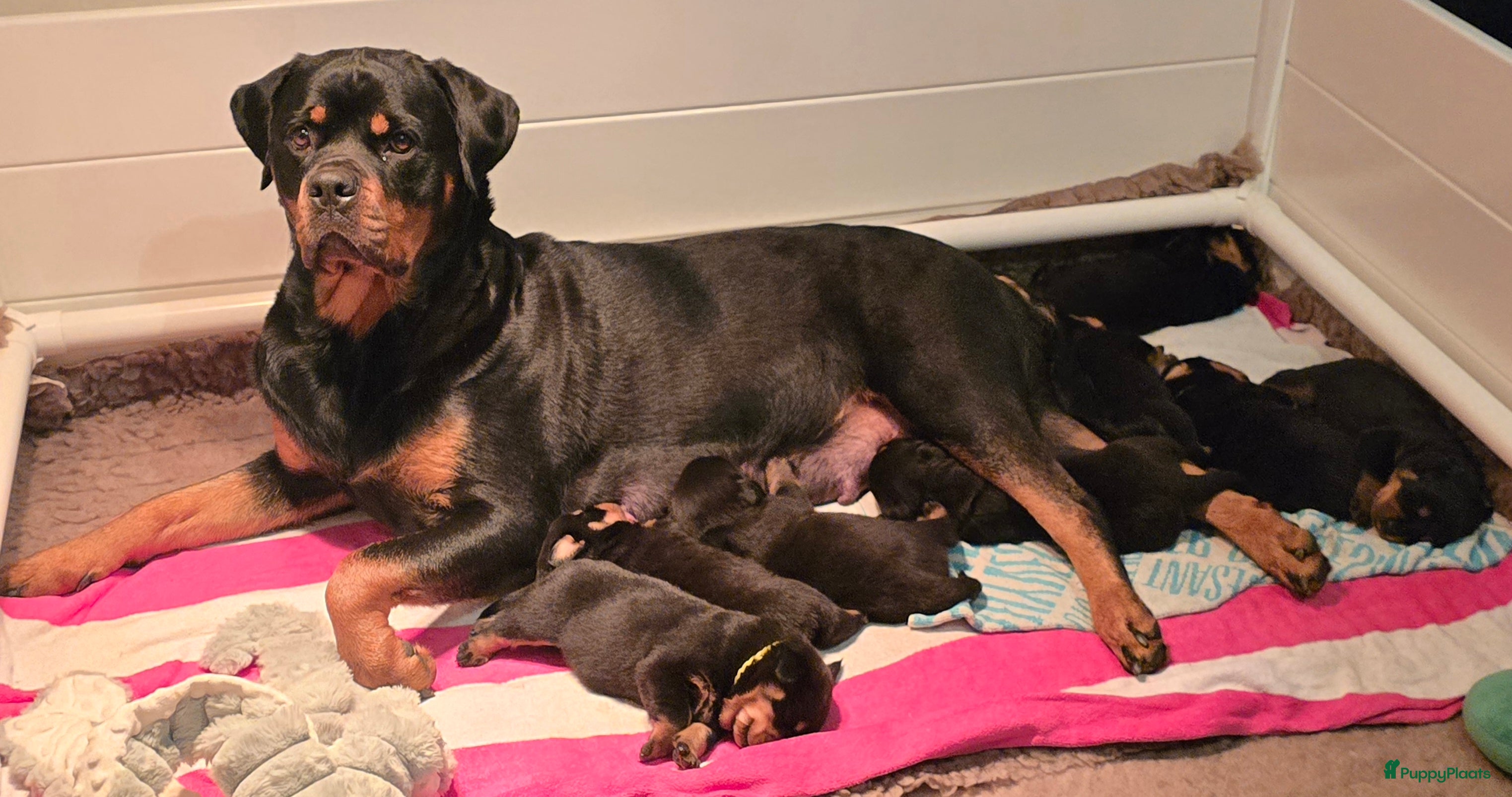 Rottweiler honden Rottweiler teefjes uit liefdevol nest zoeken - Advertentie 1