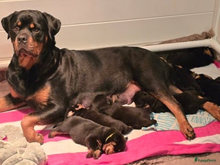 Rottweiler honden Rottweiler teefjes uit liefdevol nest zoeken - Advertentie 1