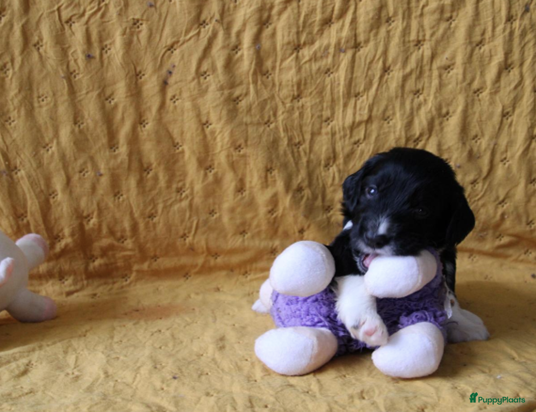 Barbet honden te koop: Barbet pups - Advertentie 33