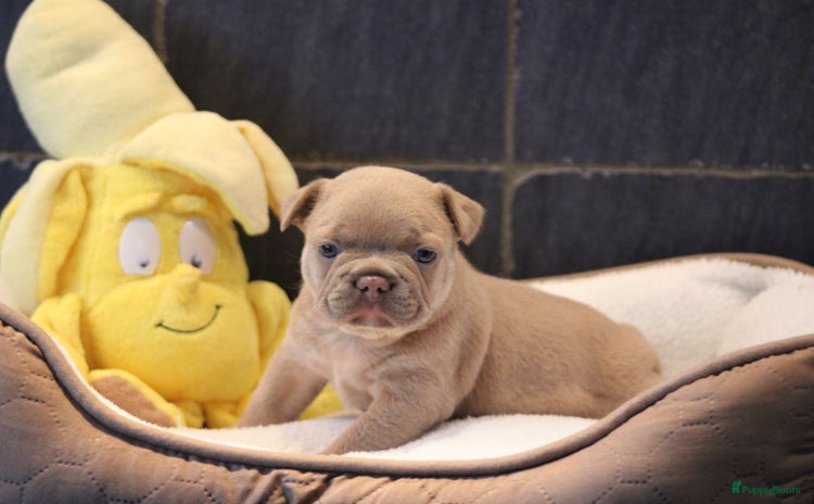 Franse Bulldog honden - Advertentie 1