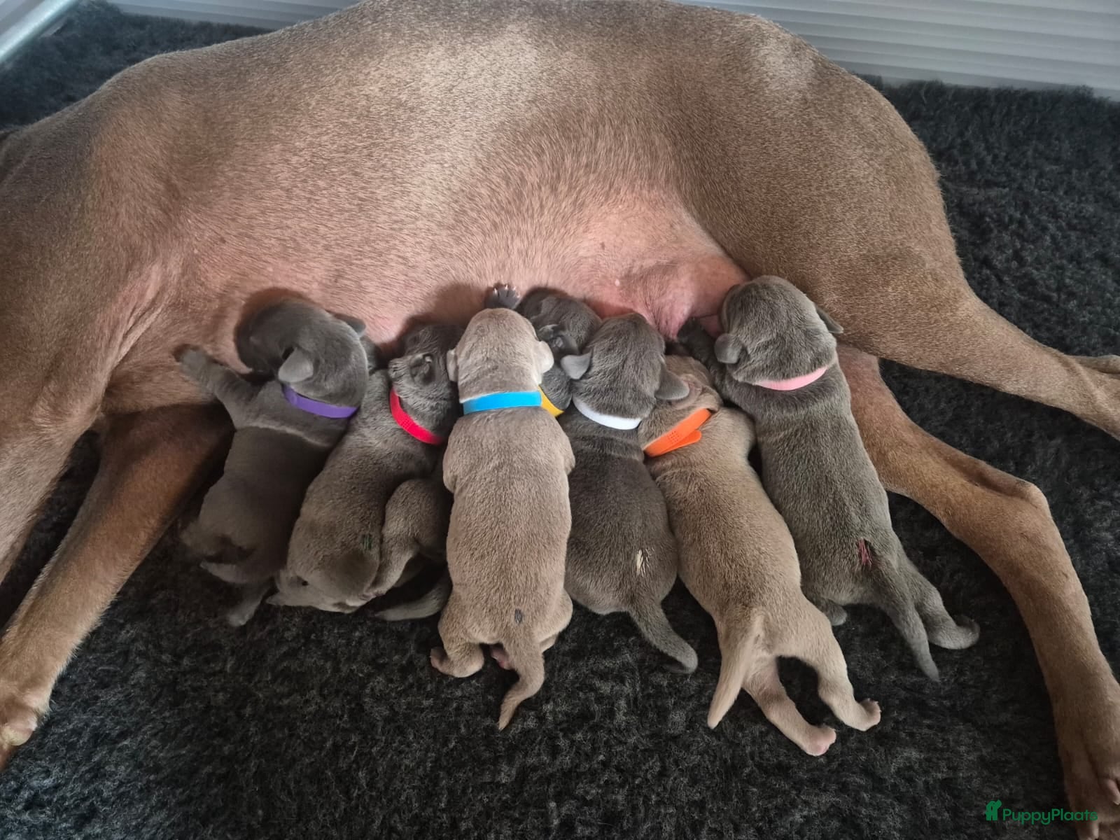 Kruising honden Hele mooie Labmaraner (Labrador x Weimaraner) pups - Advertentie 3
