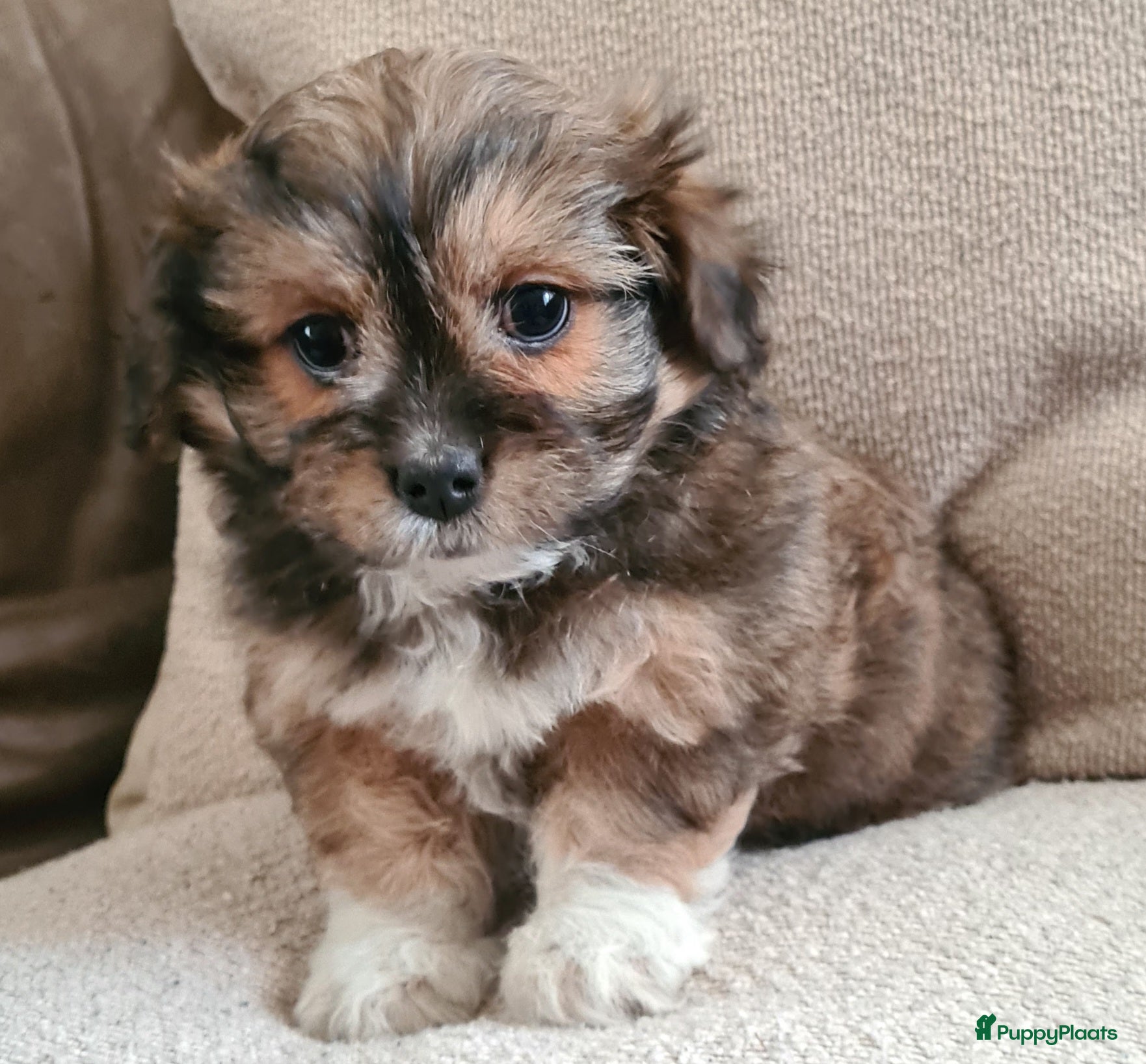 Maltipom honden Prachtig Lieve,shipom in ons gezin opgegroeid - Advertentie 1